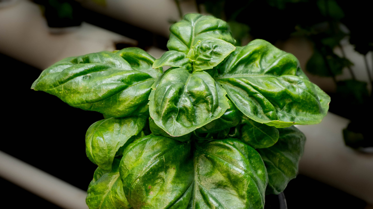 Lush, vibrant basil plant grown in high-porosity medium with balanced nutrients and beneficial microbes, showing dense green foliage and healthy root structure.