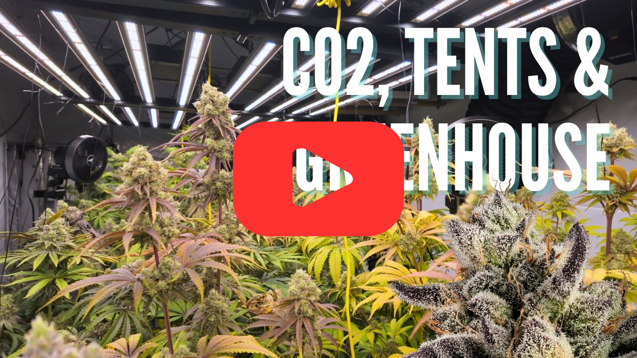 HomeGrowTV late flower walkthrough using Cronk Sticky Bandit to boost terpenes and trichomes