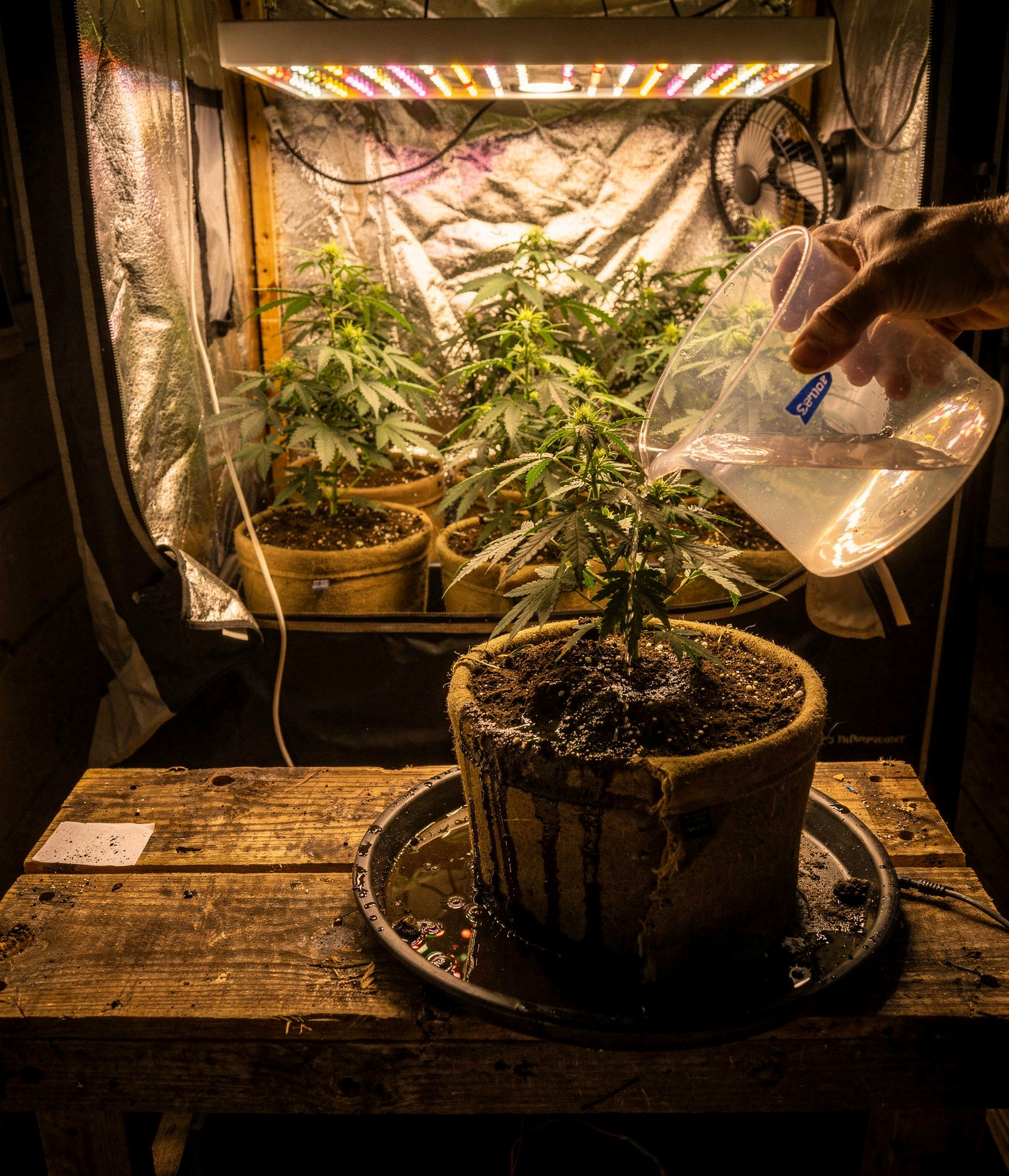 Diagram showing proper watering technique with 10-20% runoff in coco coir