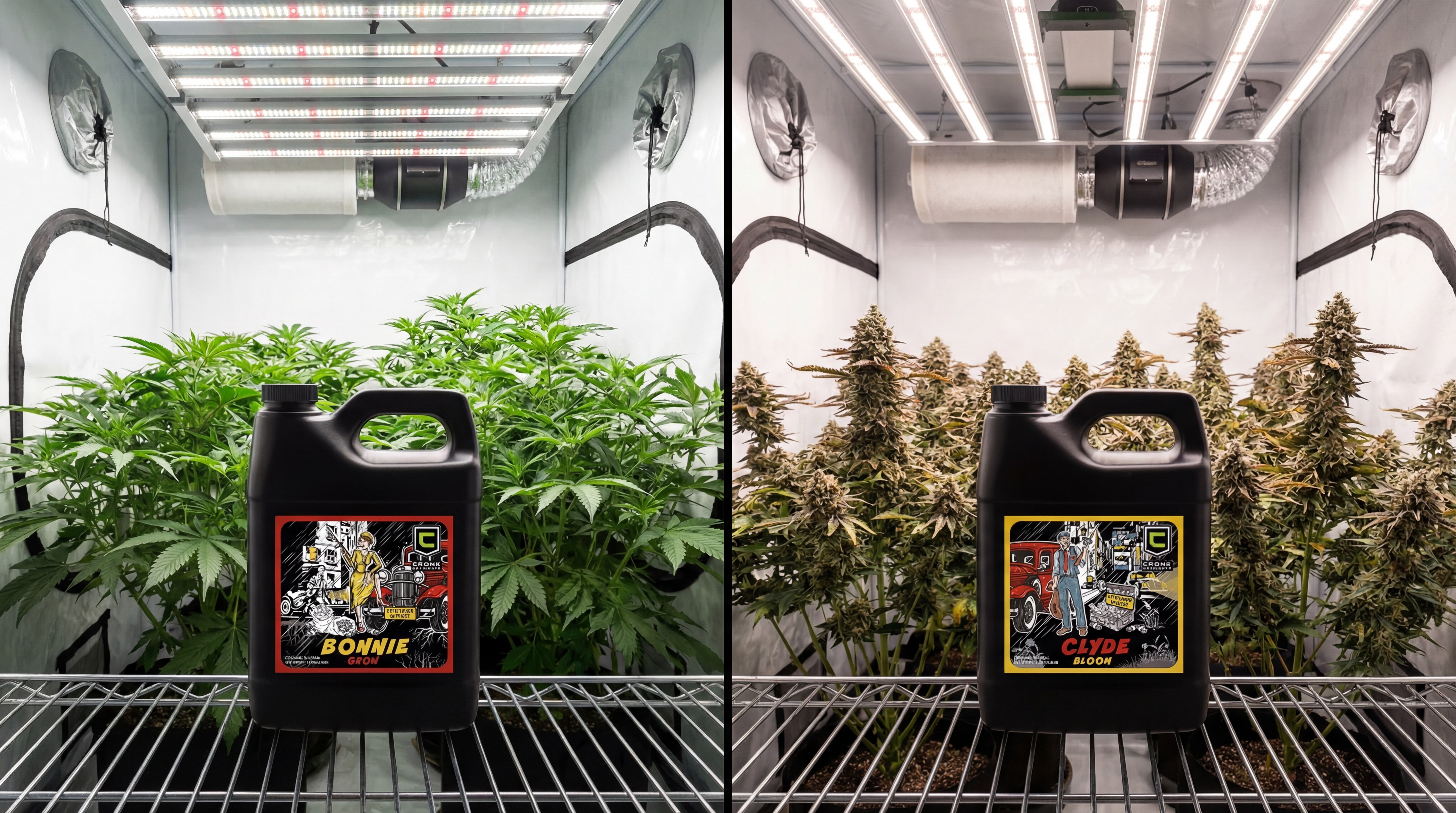 Side-by-side comparison of vegetative cannabis growth versus flowering stage buds