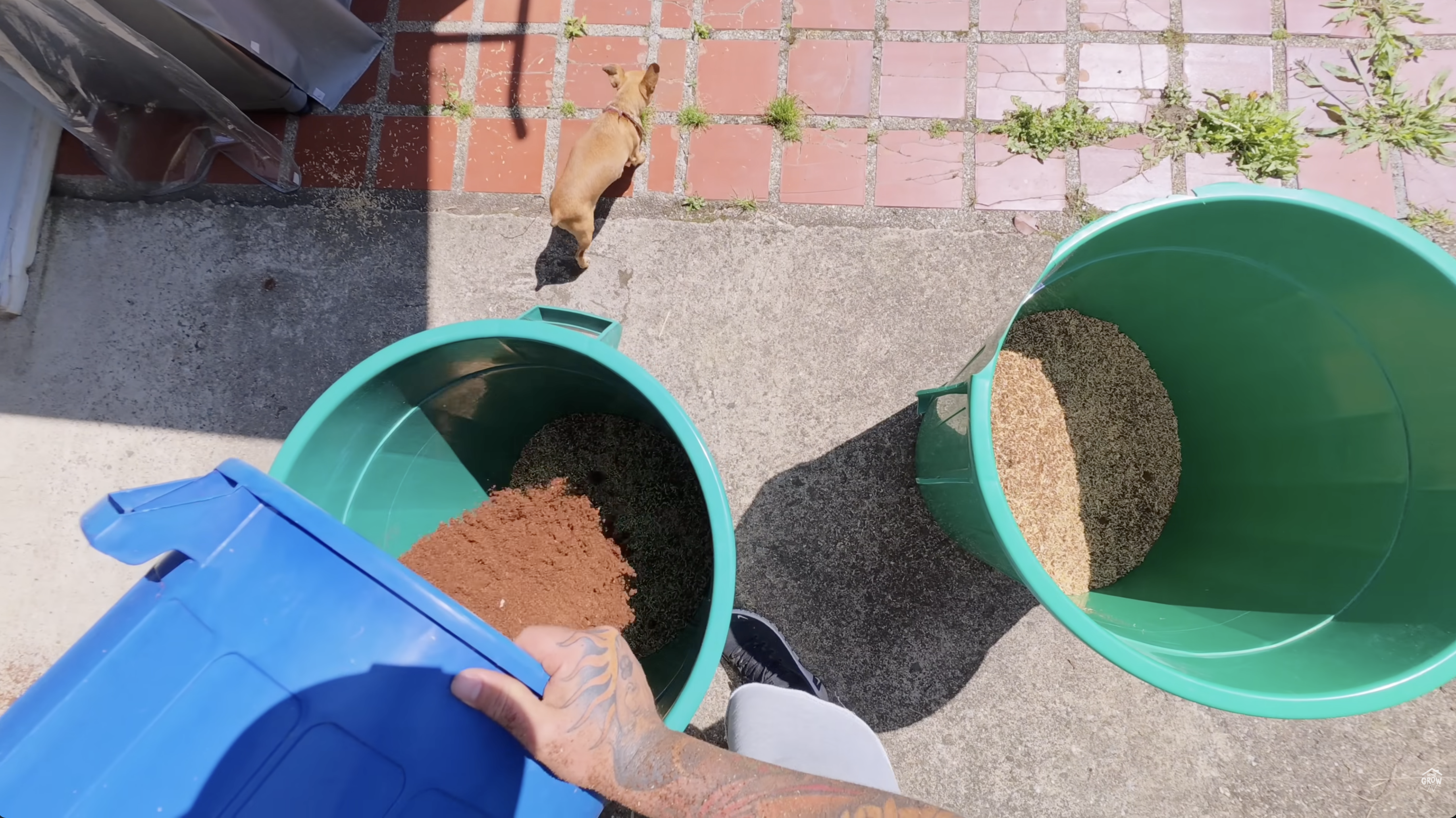 Hands removing cannabis plant from pot to re-transplant with corrected substrate