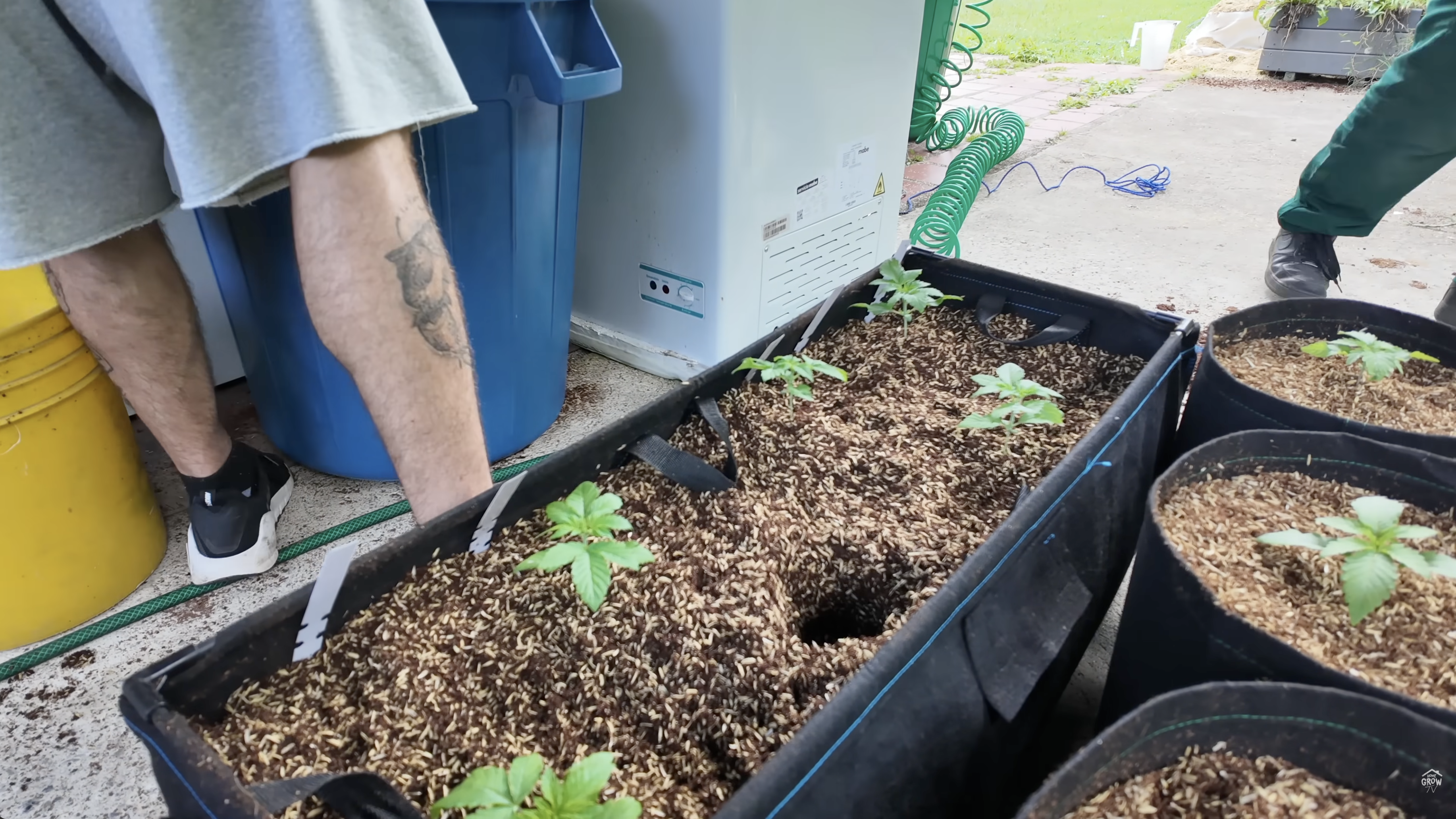Completed Autopot setup with plants in corrected 70/30 coco perlite mix