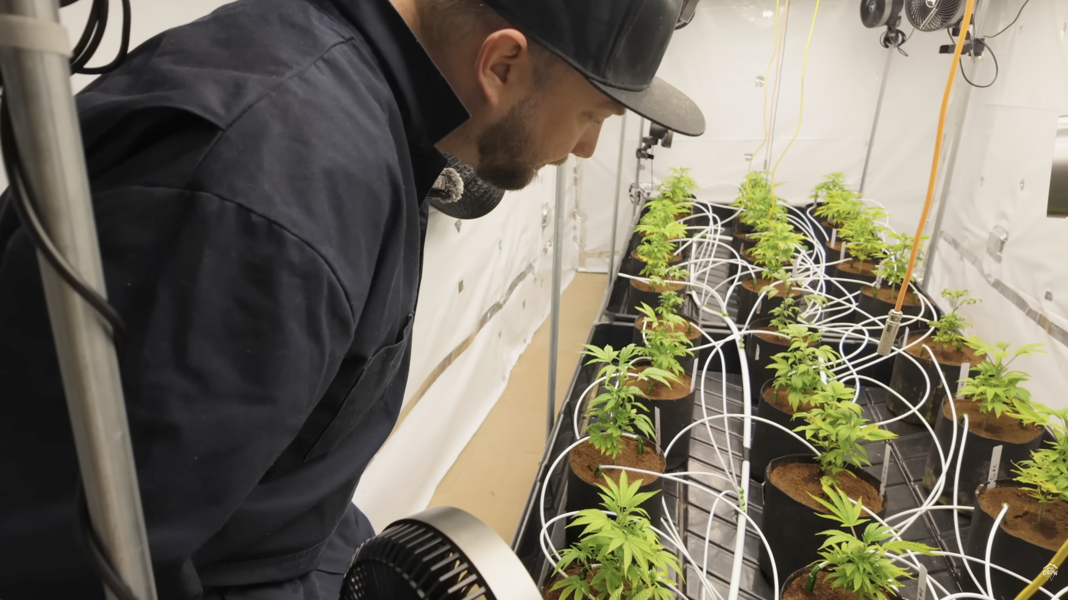 CO2 room plants showing stress symptoms including clawing, yellowing, and nutrient lockout