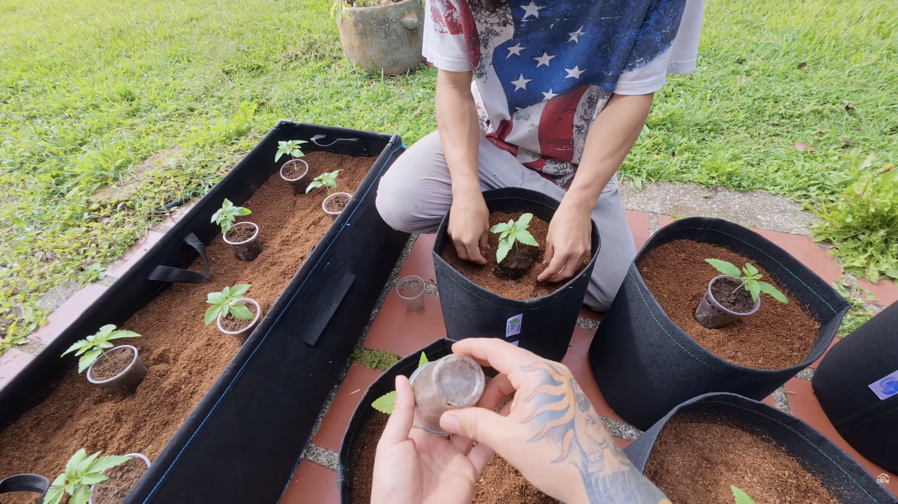 Seedlings in Autopot XL system with 100% coco coir before substrate correction