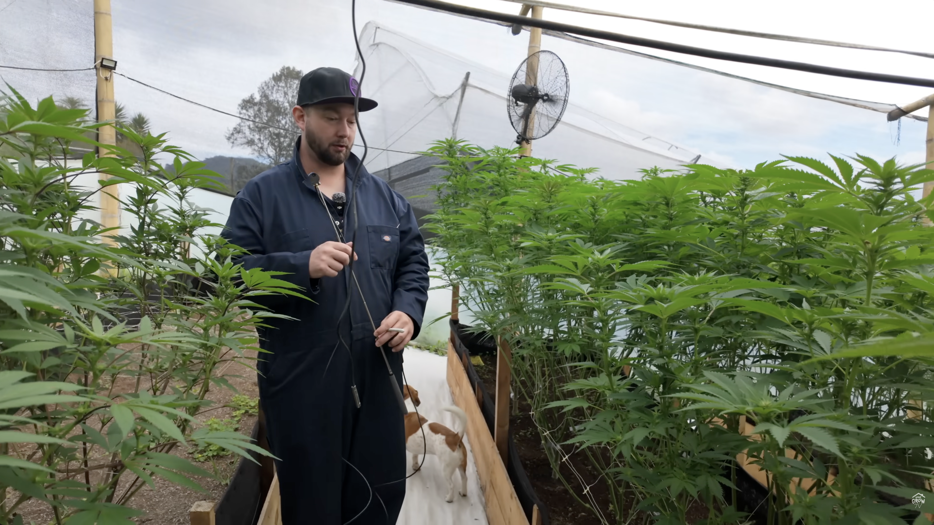 Dense cannabis canopy in greenhouse before defoliation at day 21 of flower