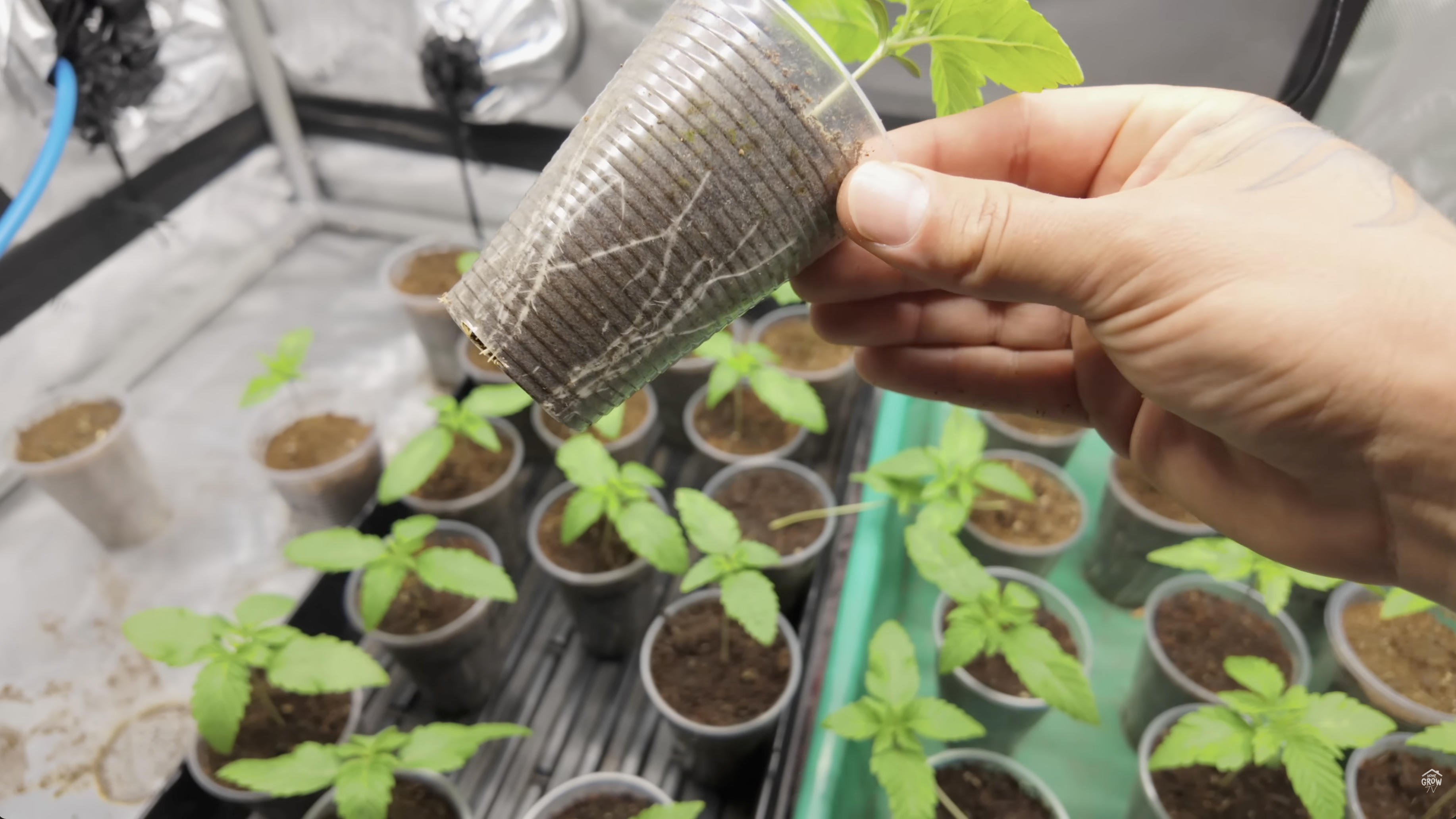 Cannabis seedlings ready for transplant with roots visible at container edges