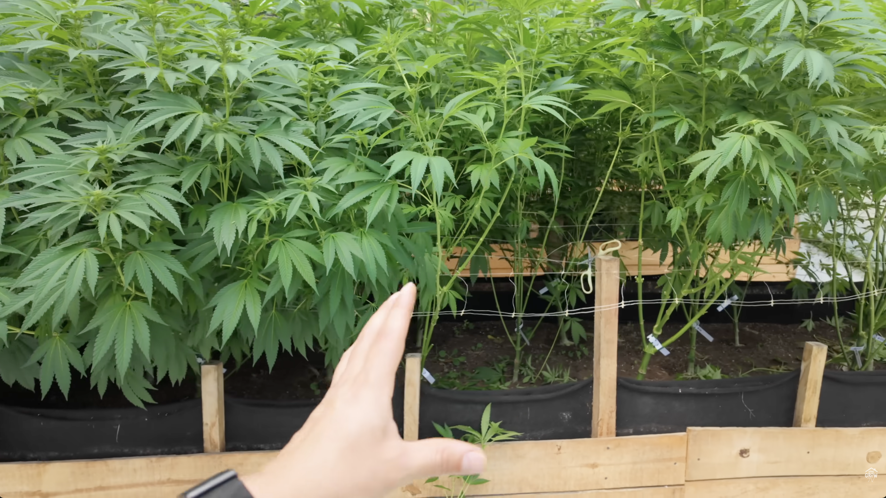 Before and after comparison of cannabis defoliation showing improved airflow