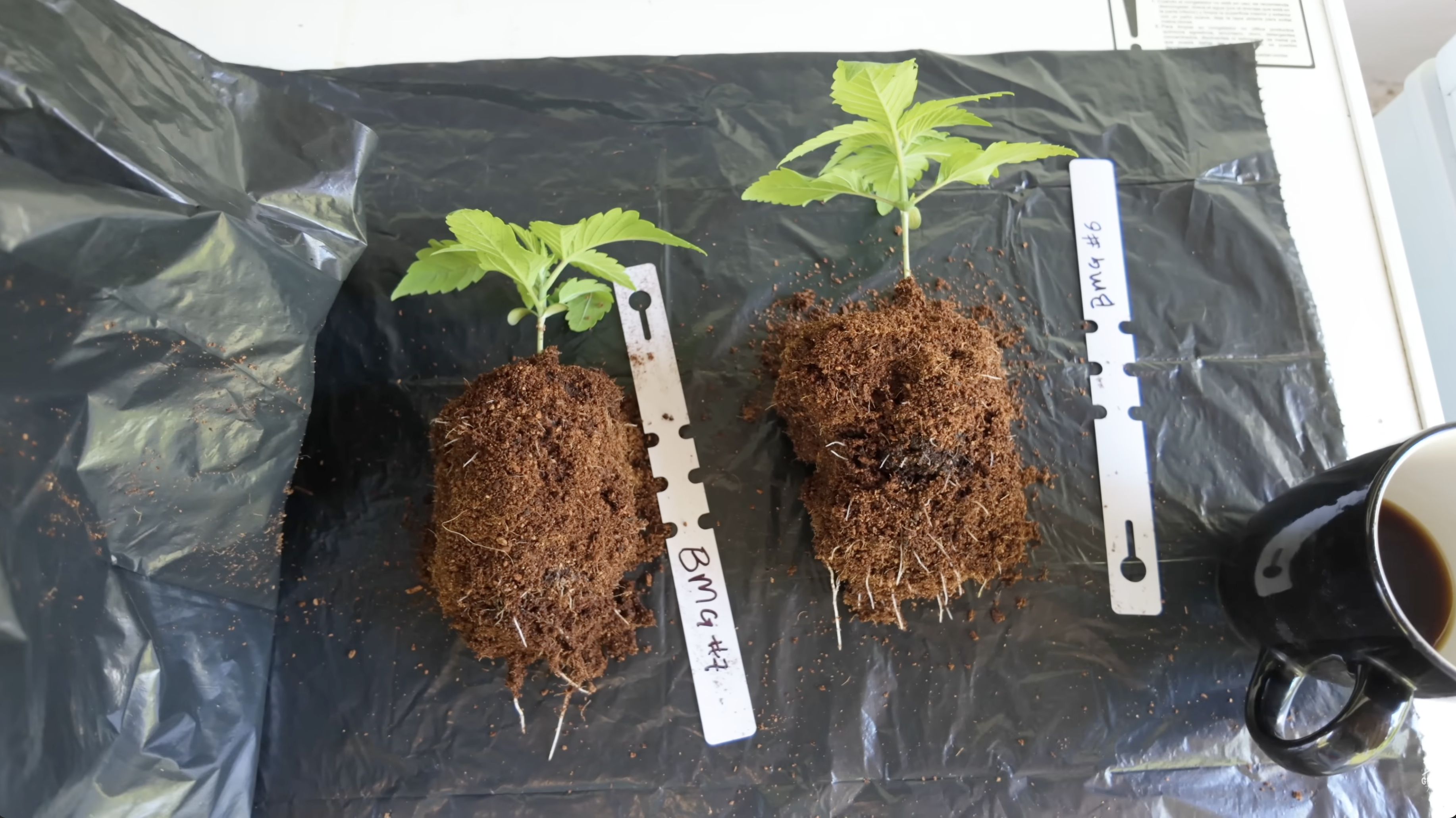 Healthy white cannabis root ball during transplant