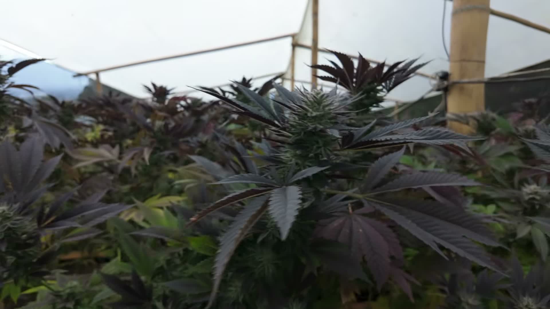 [3:15] Grape Graffiti evaluation