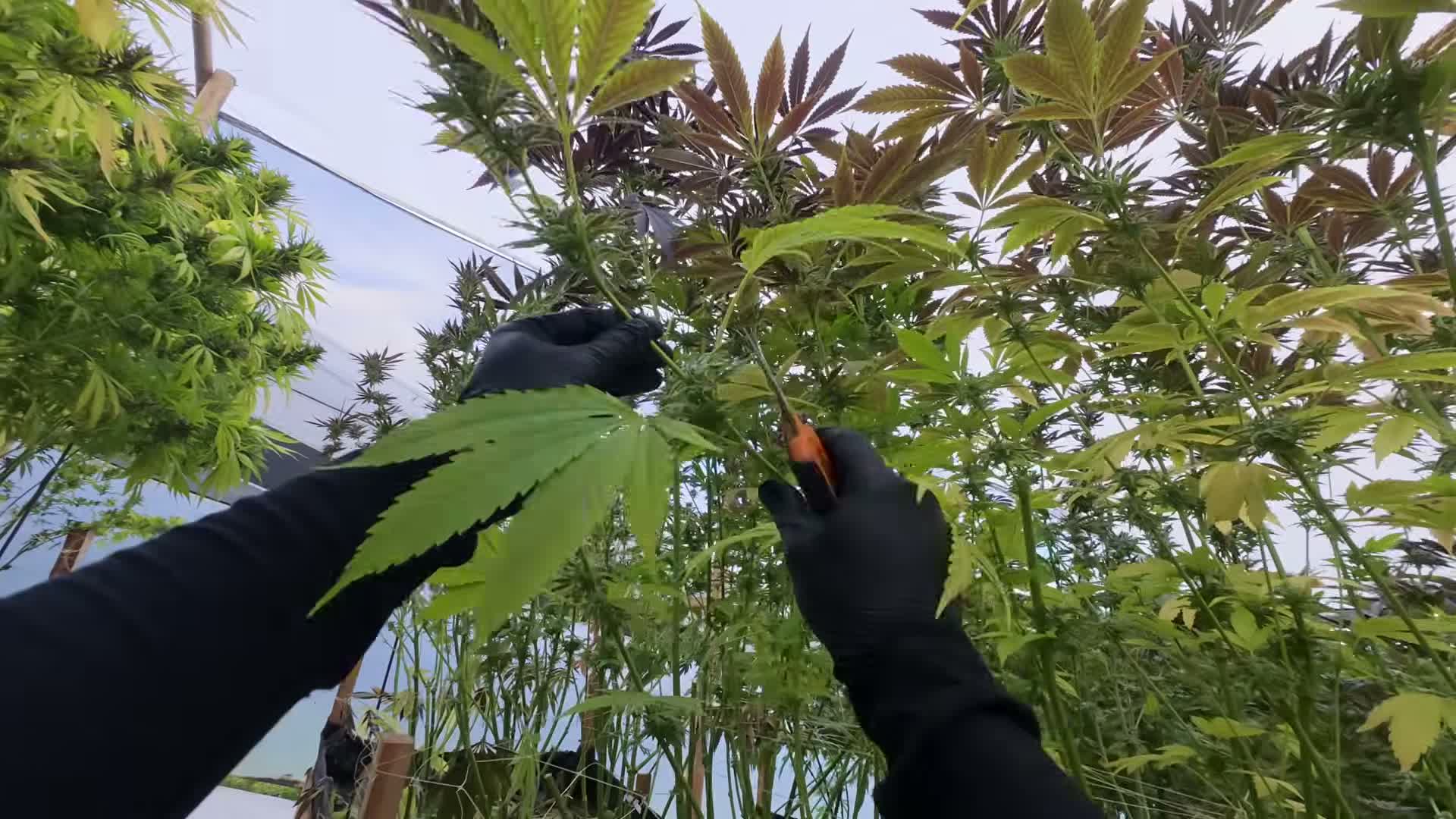 [0:02] The custom bamboo greenhouse housing 250+ plants