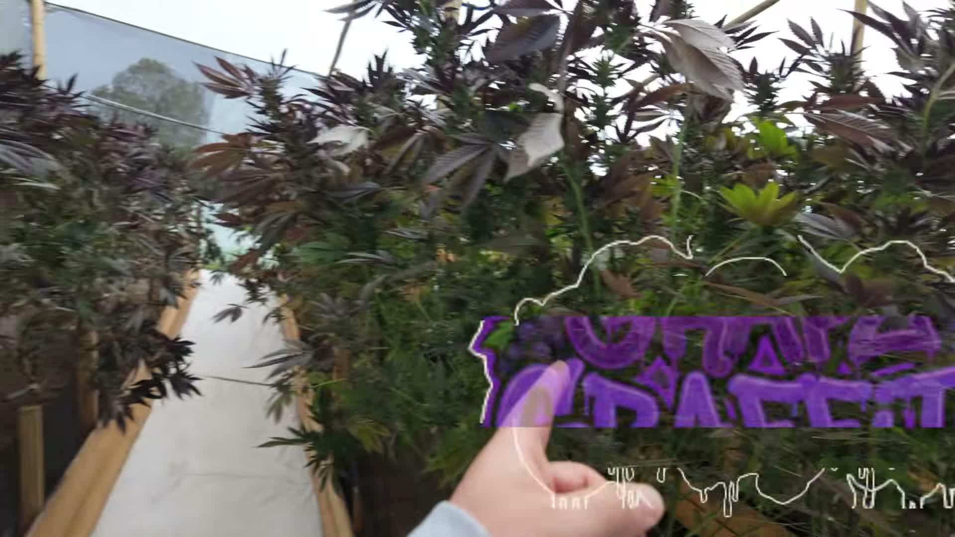 [3:00] Santi "The Hash Lord" arrives on harvest day