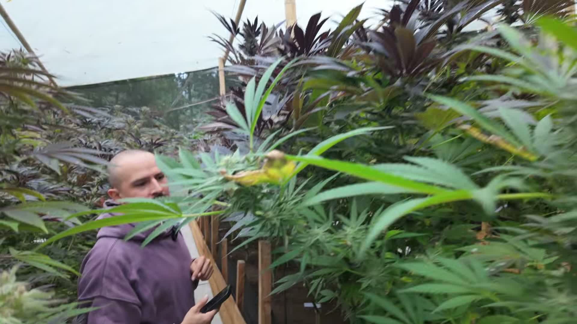 [11:23] The strain that hermed indoors but was stable outdoors