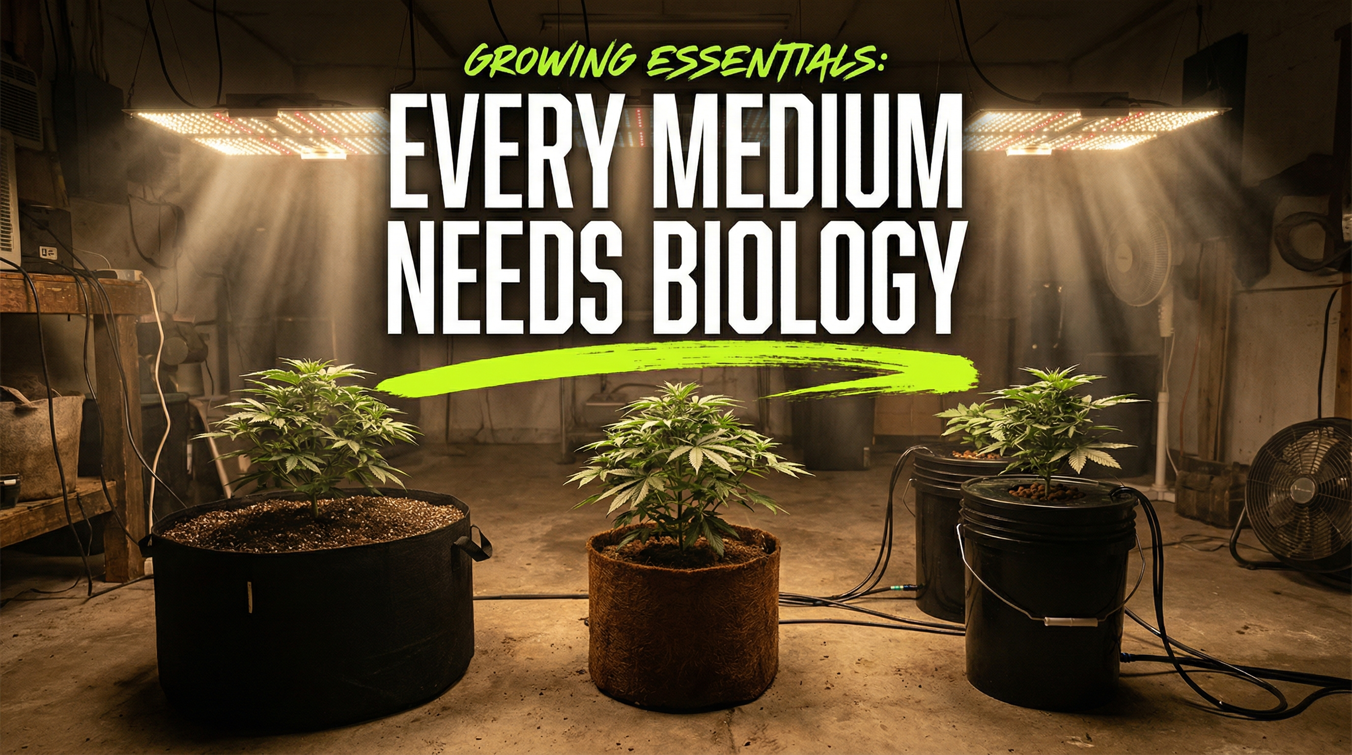 Practical comparison of beneficial bacteria application across soil, coco, and hydroponic growing media