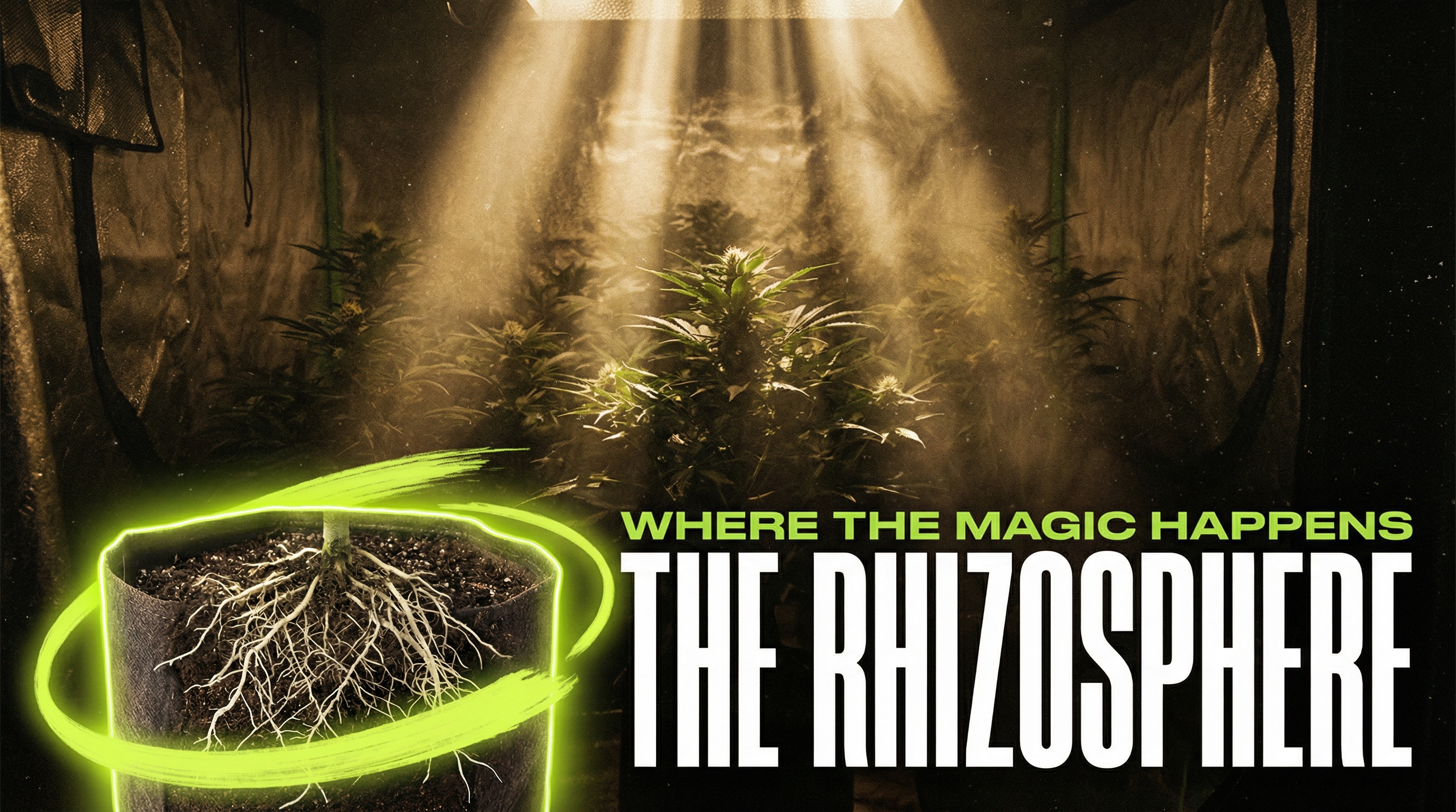 Illustration of the rhizosphere showing beneficial bacteria colonizing the root zone and interacting with plant roots