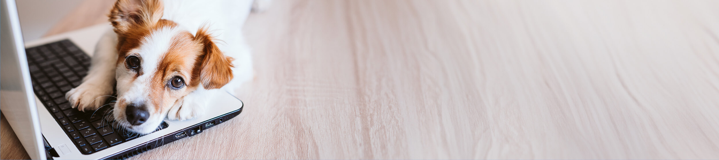 banner image