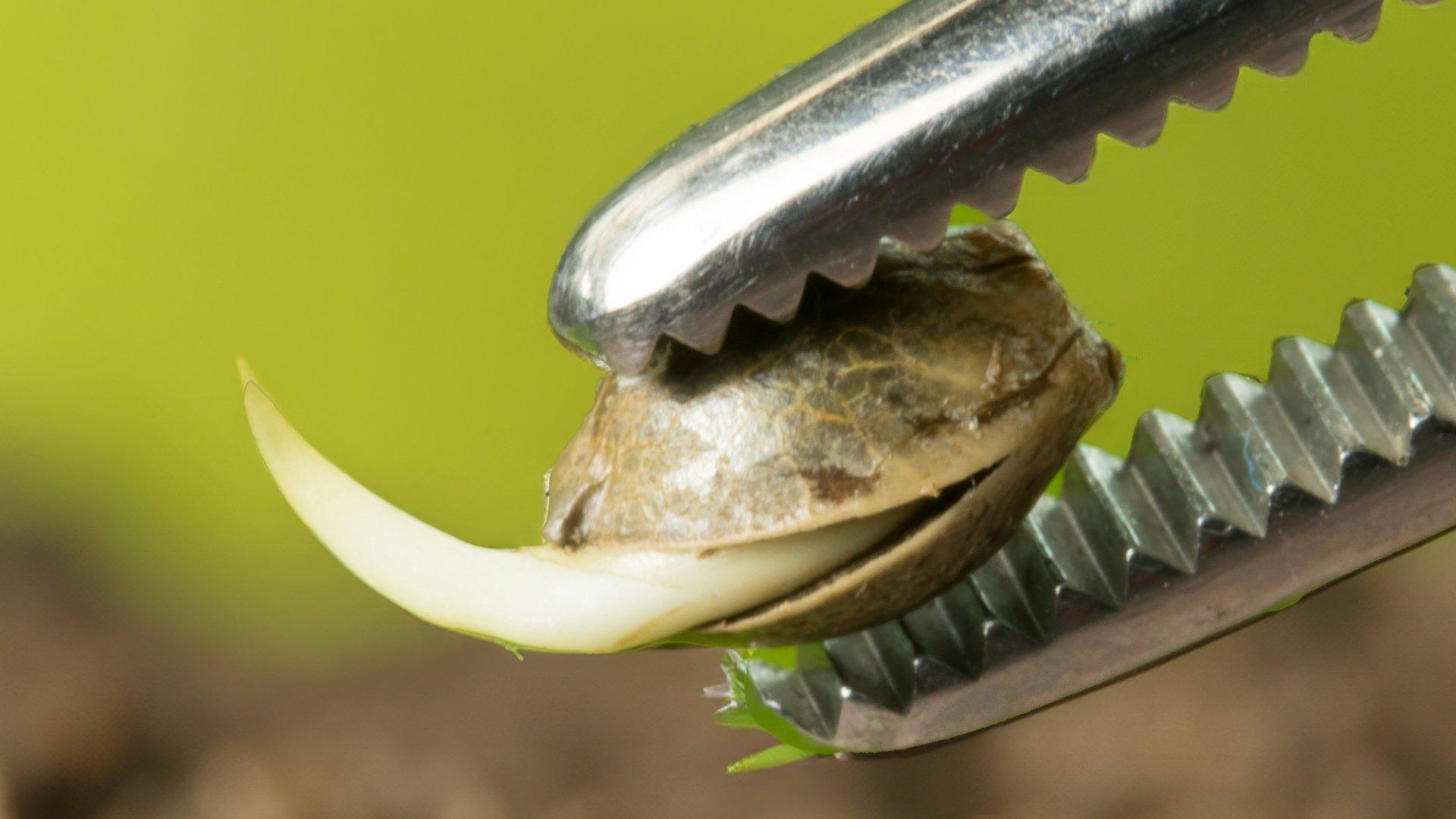 Germination