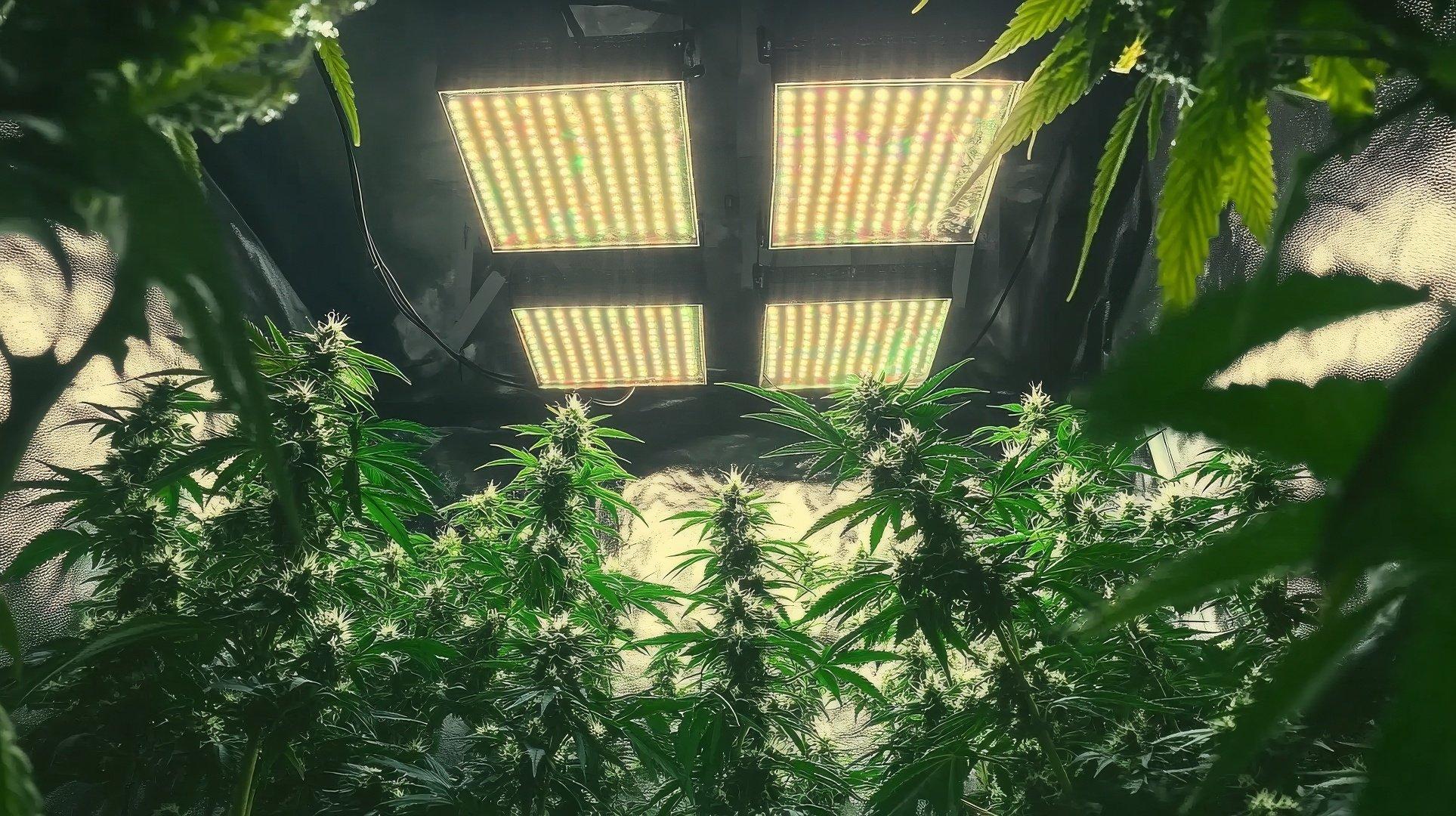 Indoor Growing