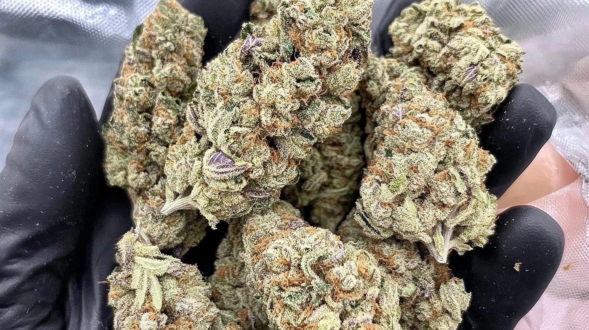 Harvest, Post-Harvest, and Storage