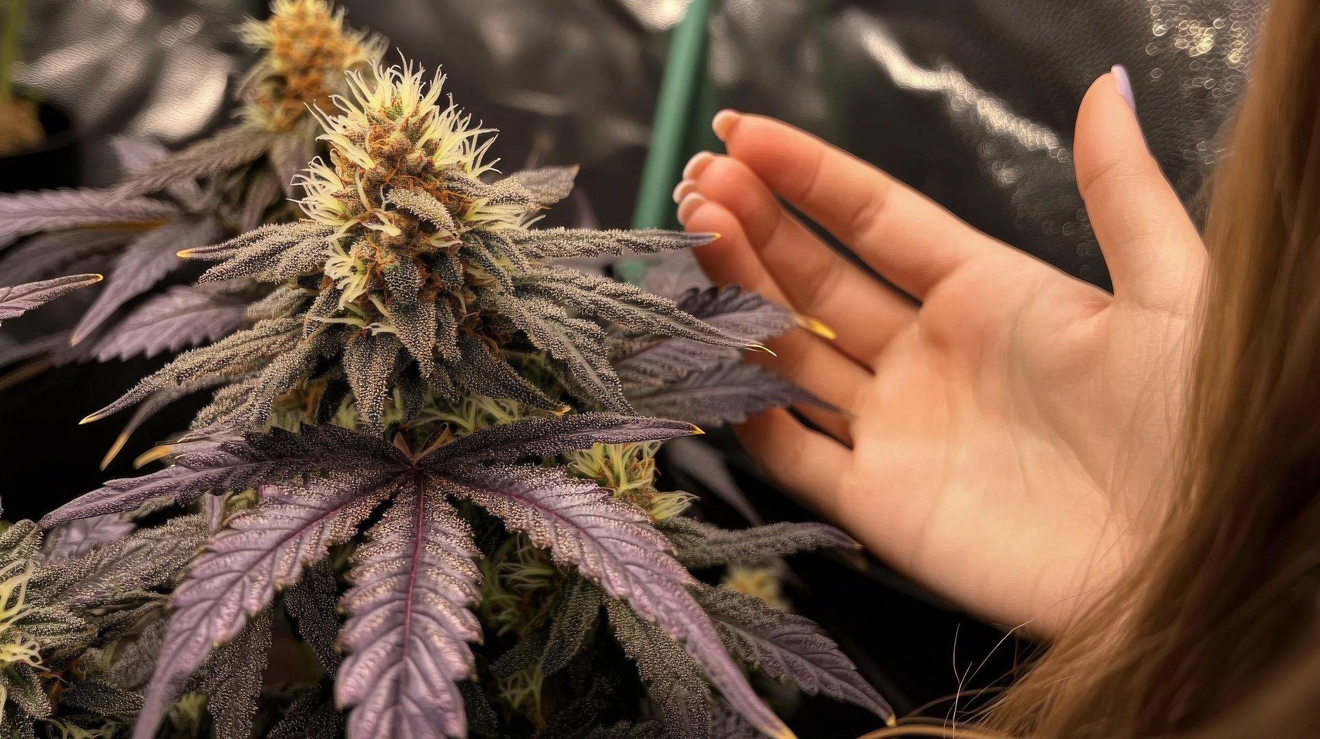 Flowering Stage