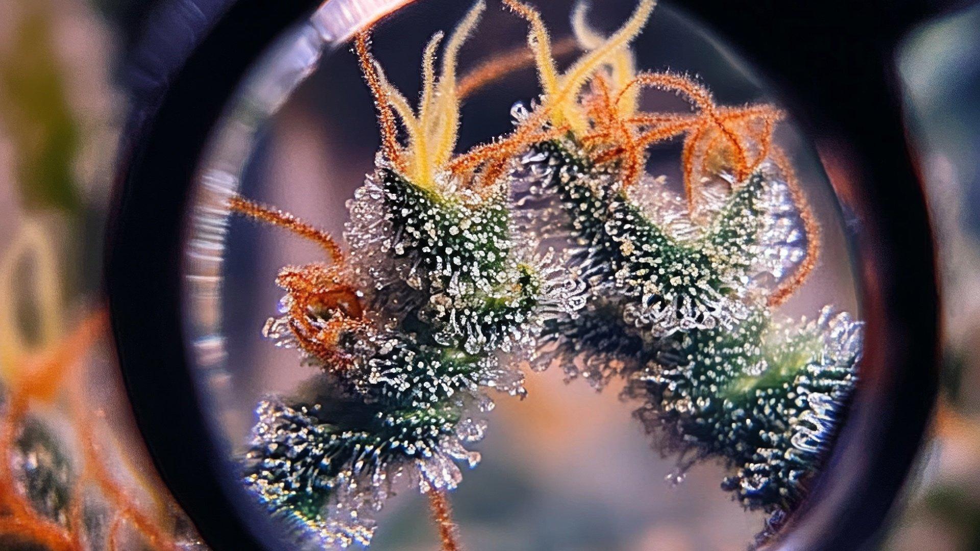 Harvesting
