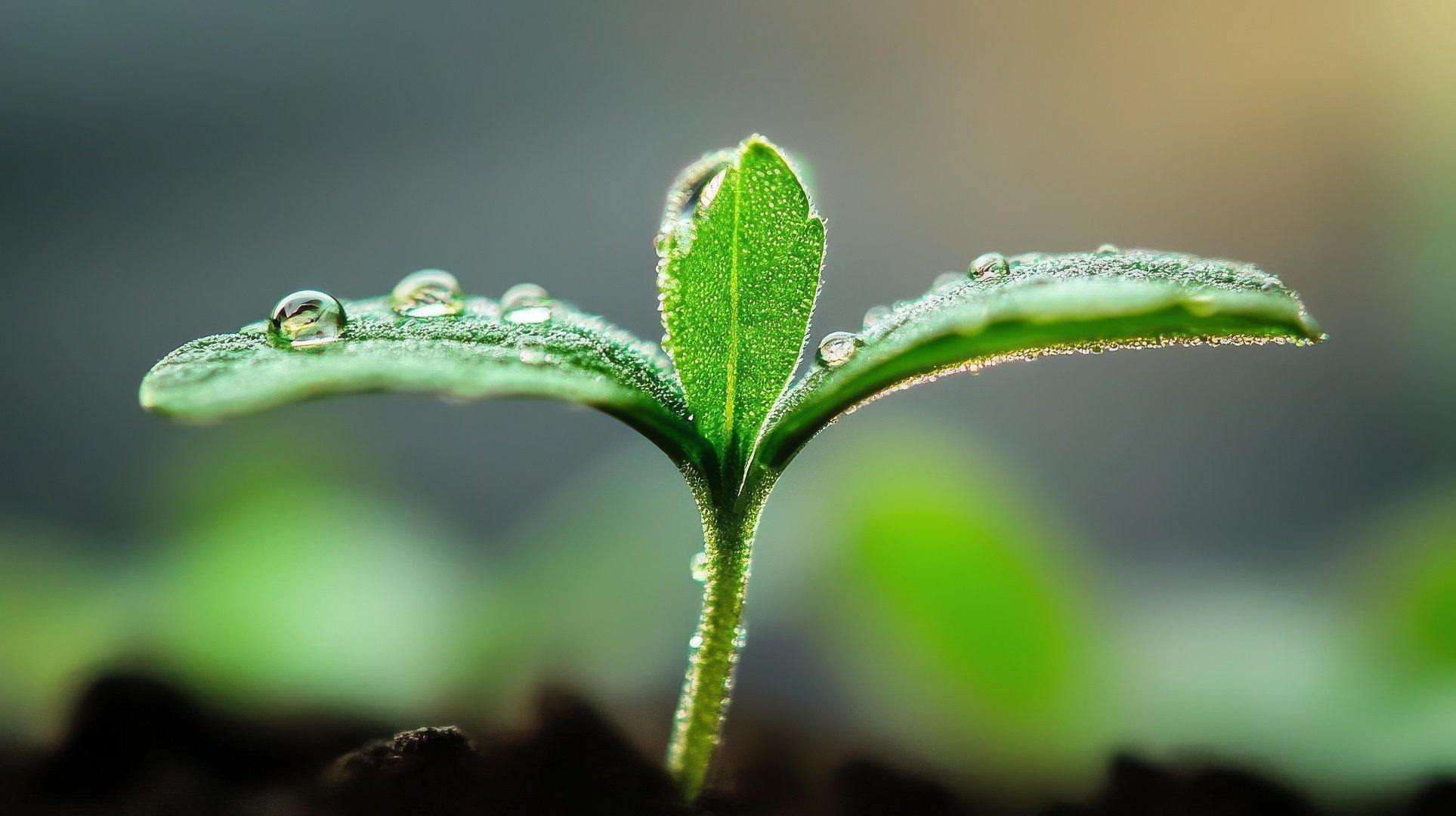 Seedling Stage