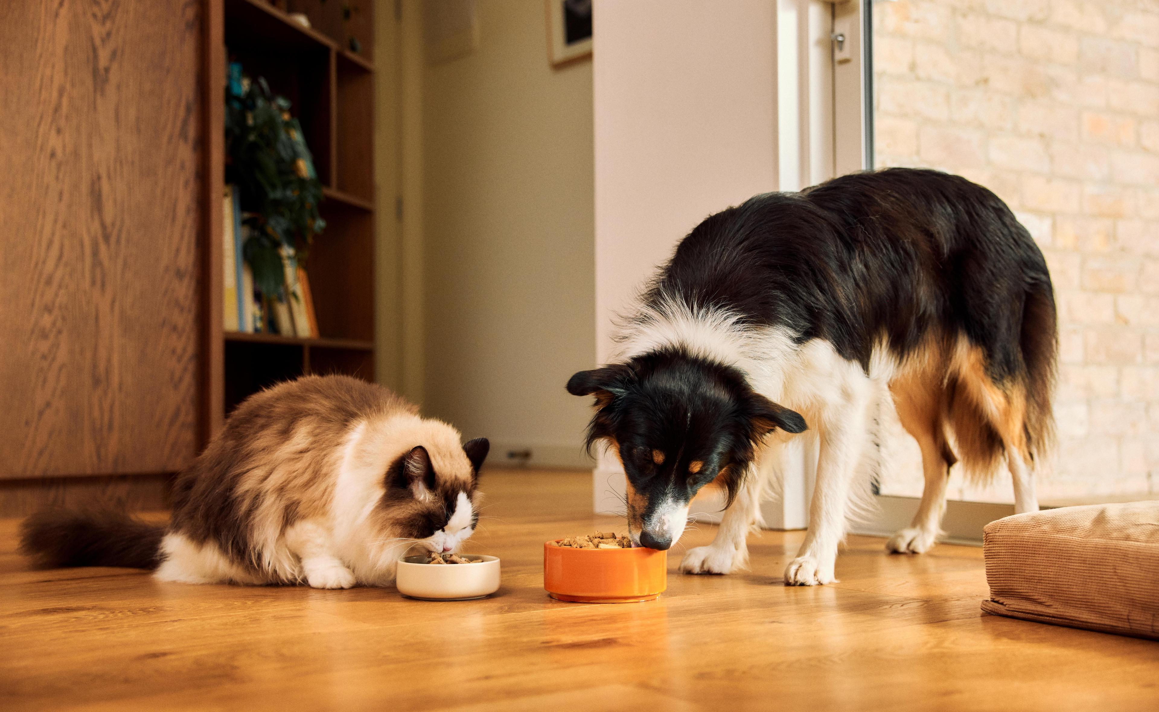 Feeding