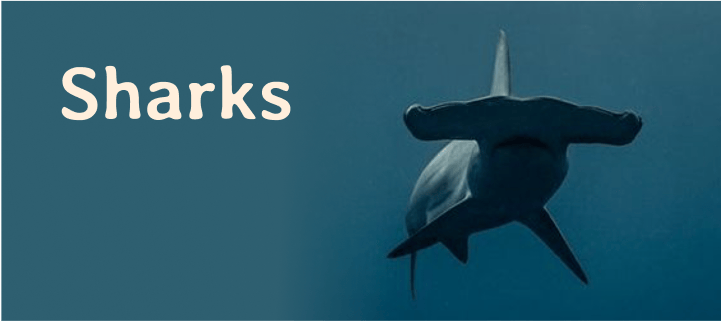 Sharks