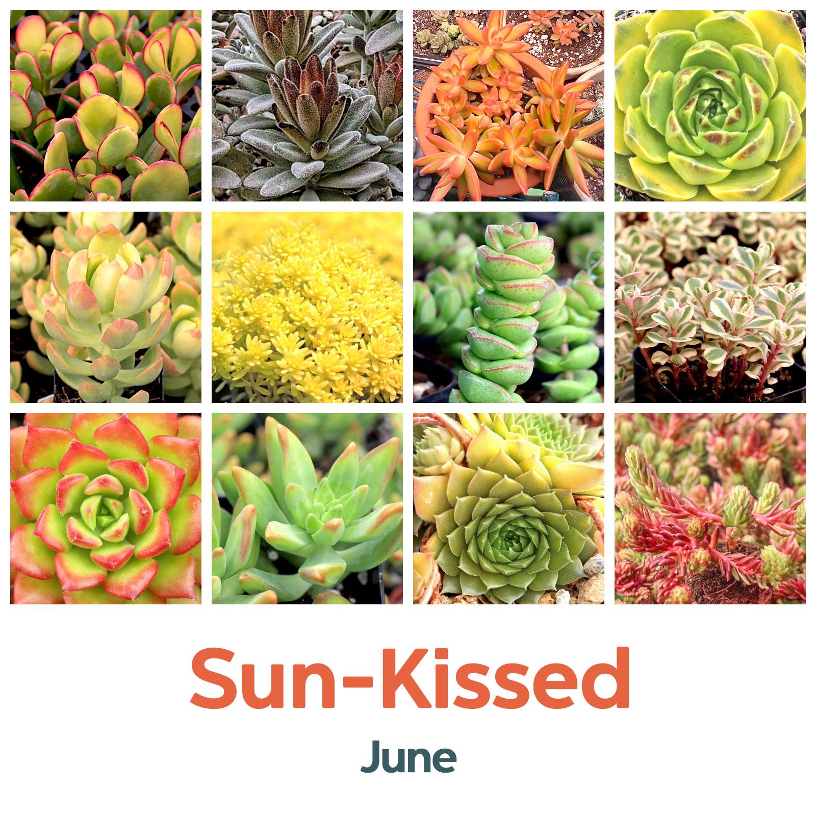 June: Sun-Kissed 🌞