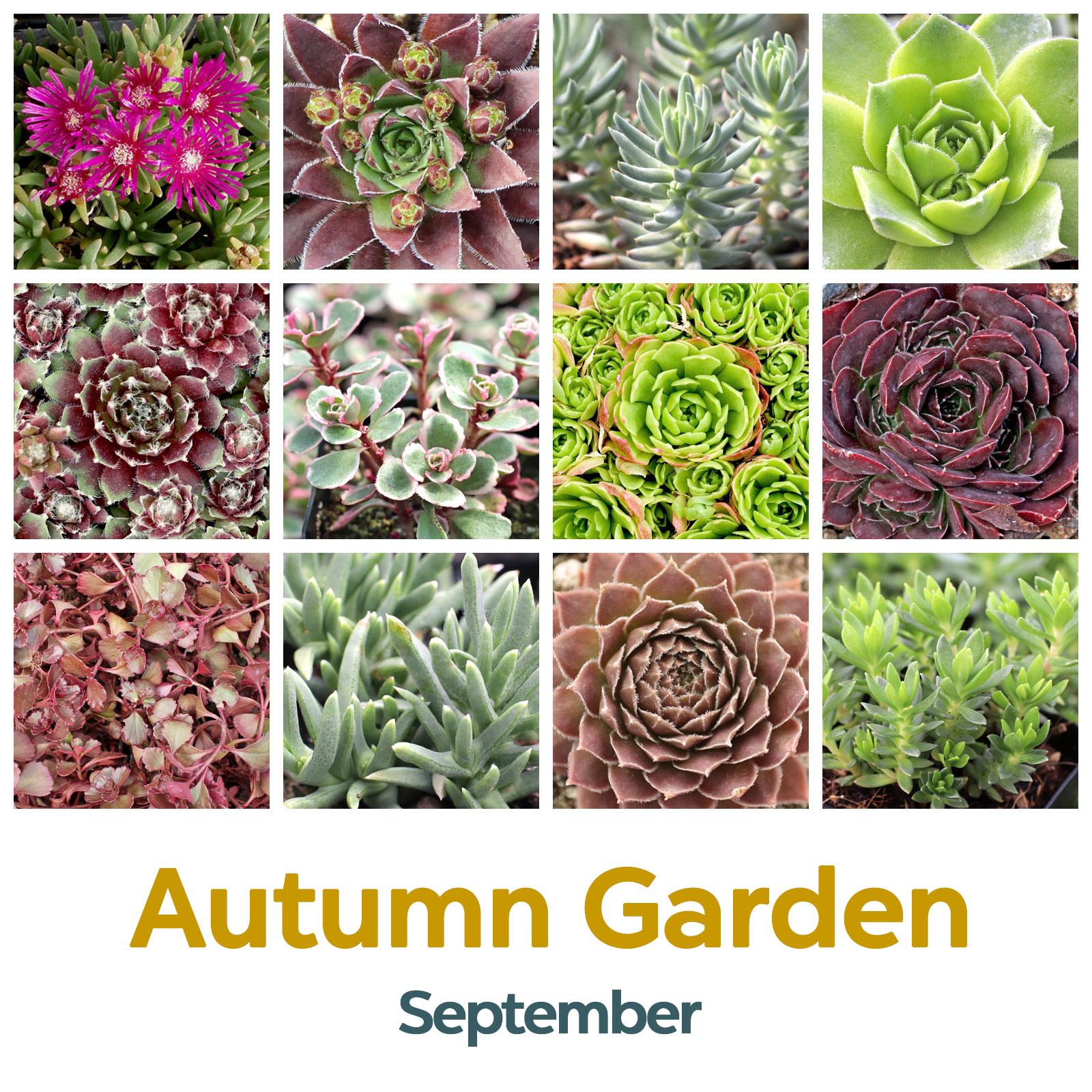 September: Autumn Garden 🍂