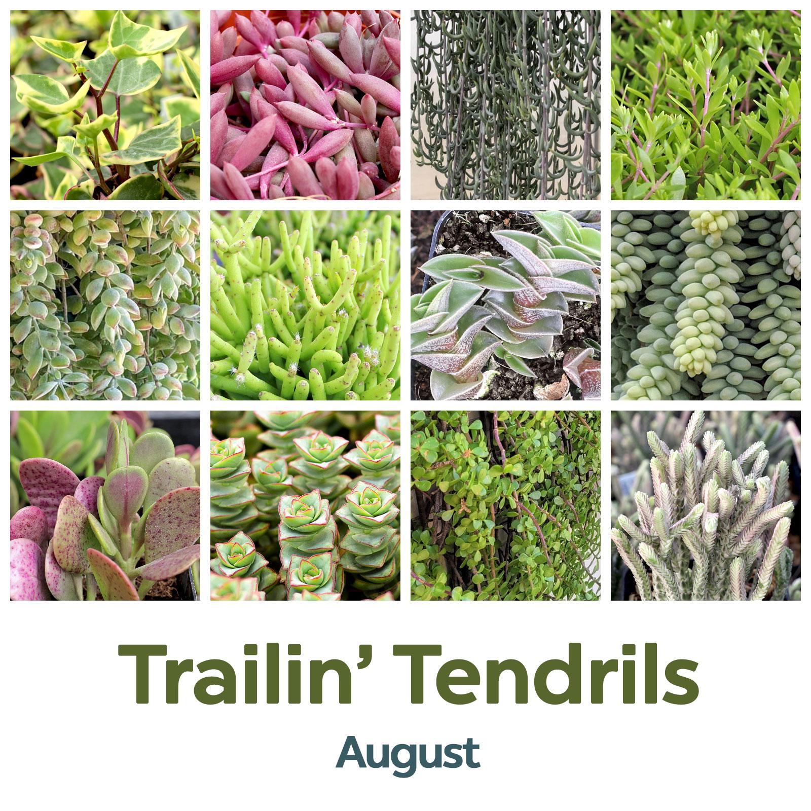 August: Trailin' Tendrils 🧵