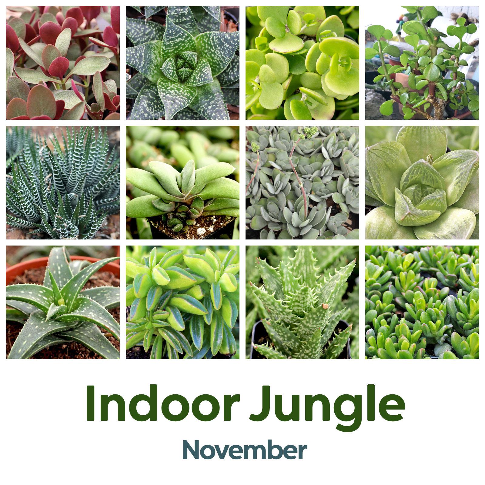 November: Indoor Jungle🐒