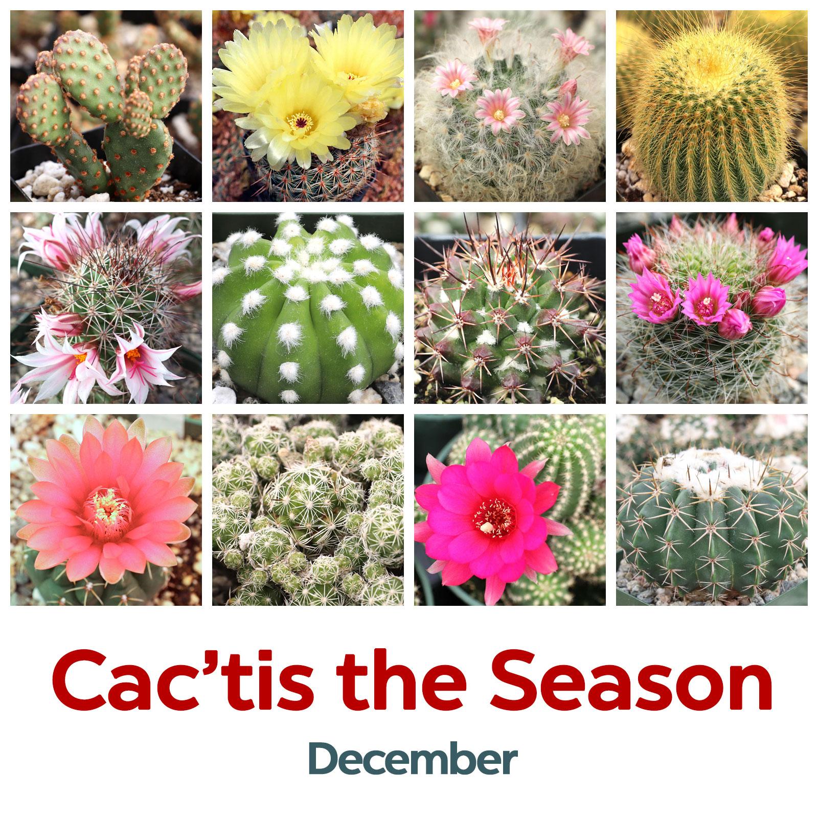 December: Cac'tis the Season 🌵