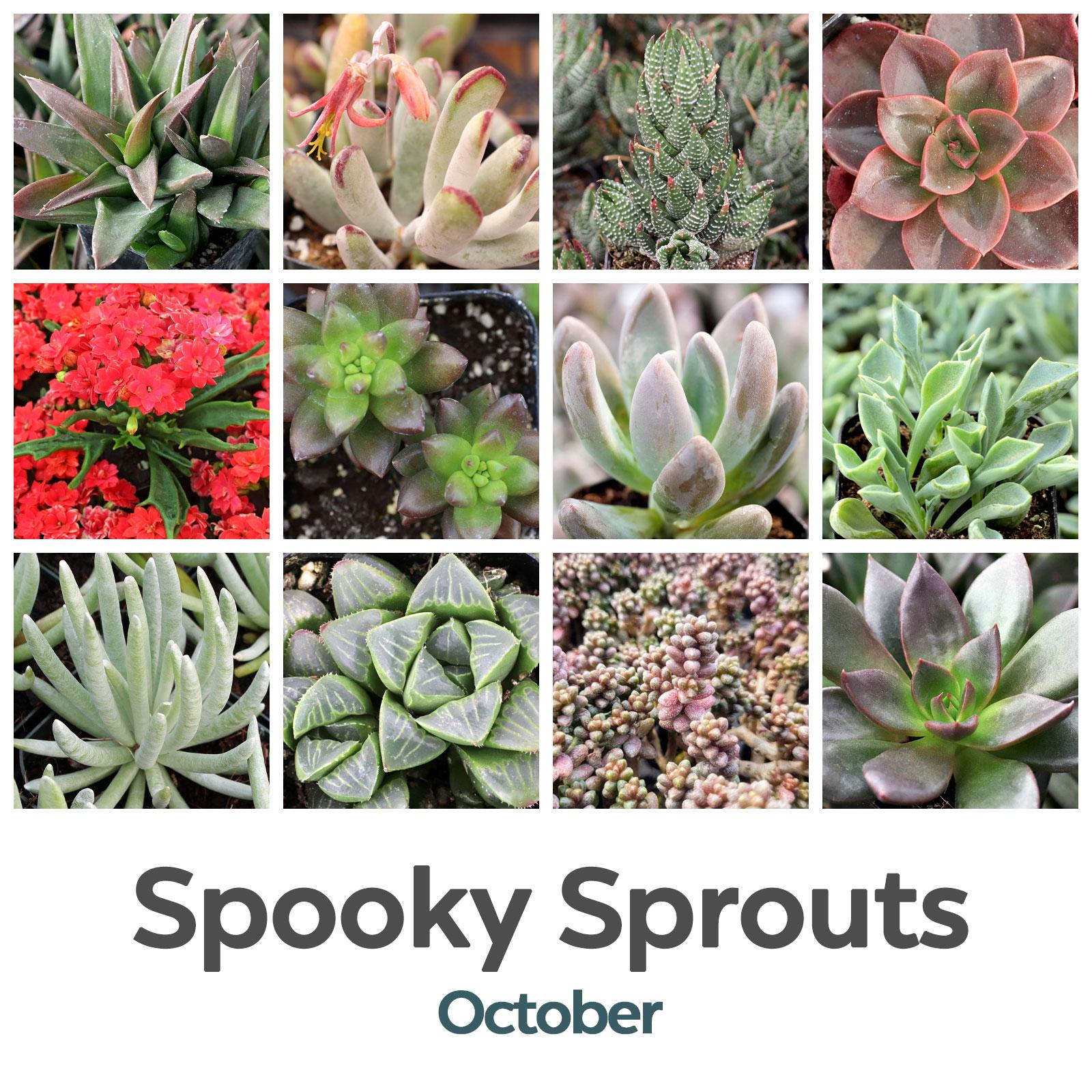 October: Spooky Sprouts🦇