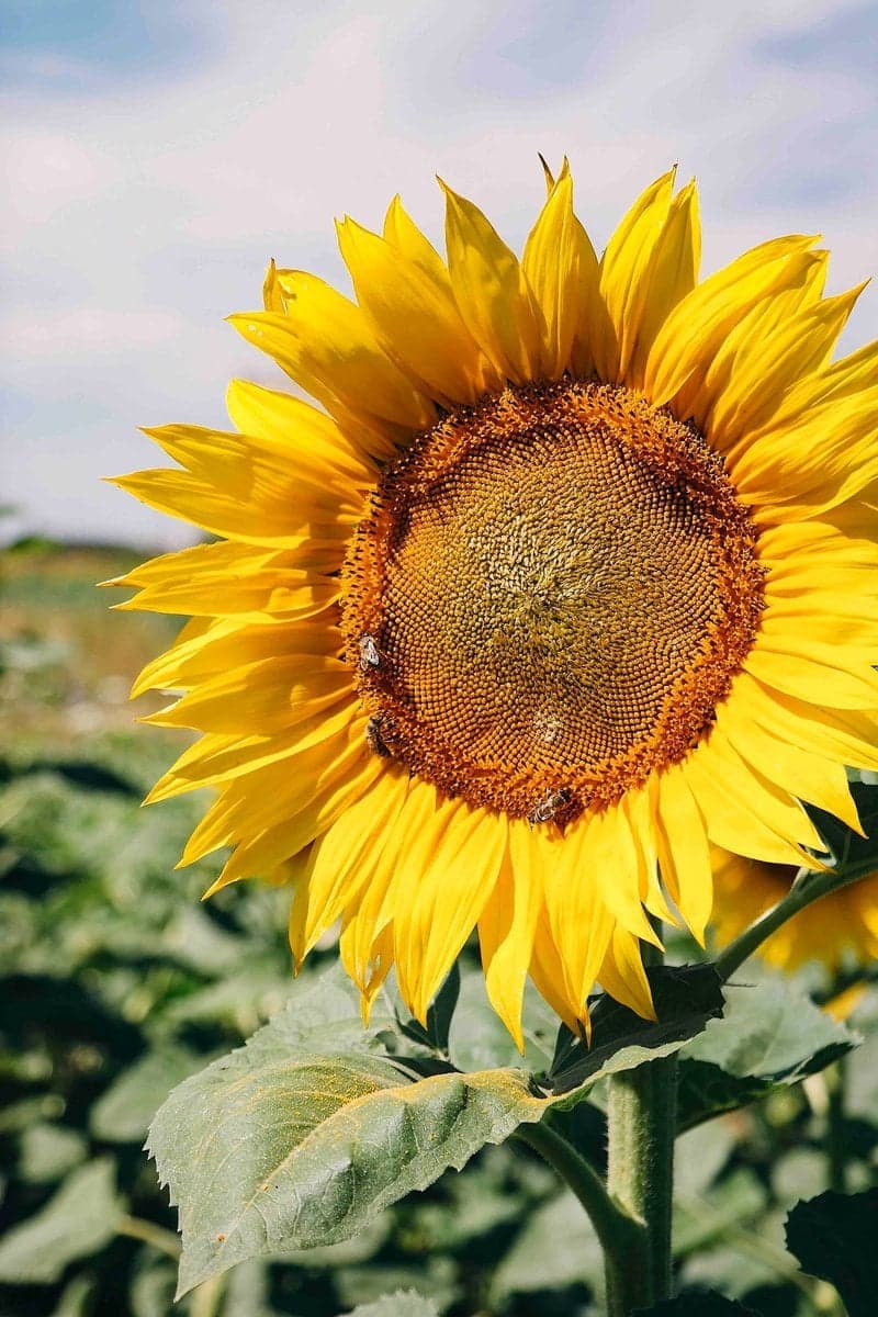 Was sind natürliche Deodorants?