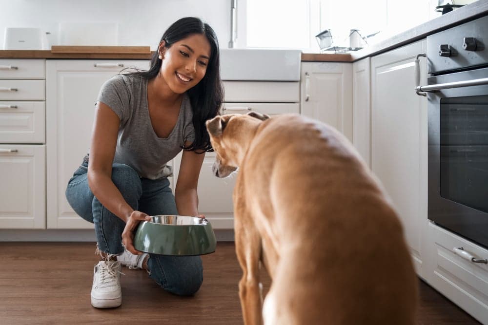 Program & Partnerships