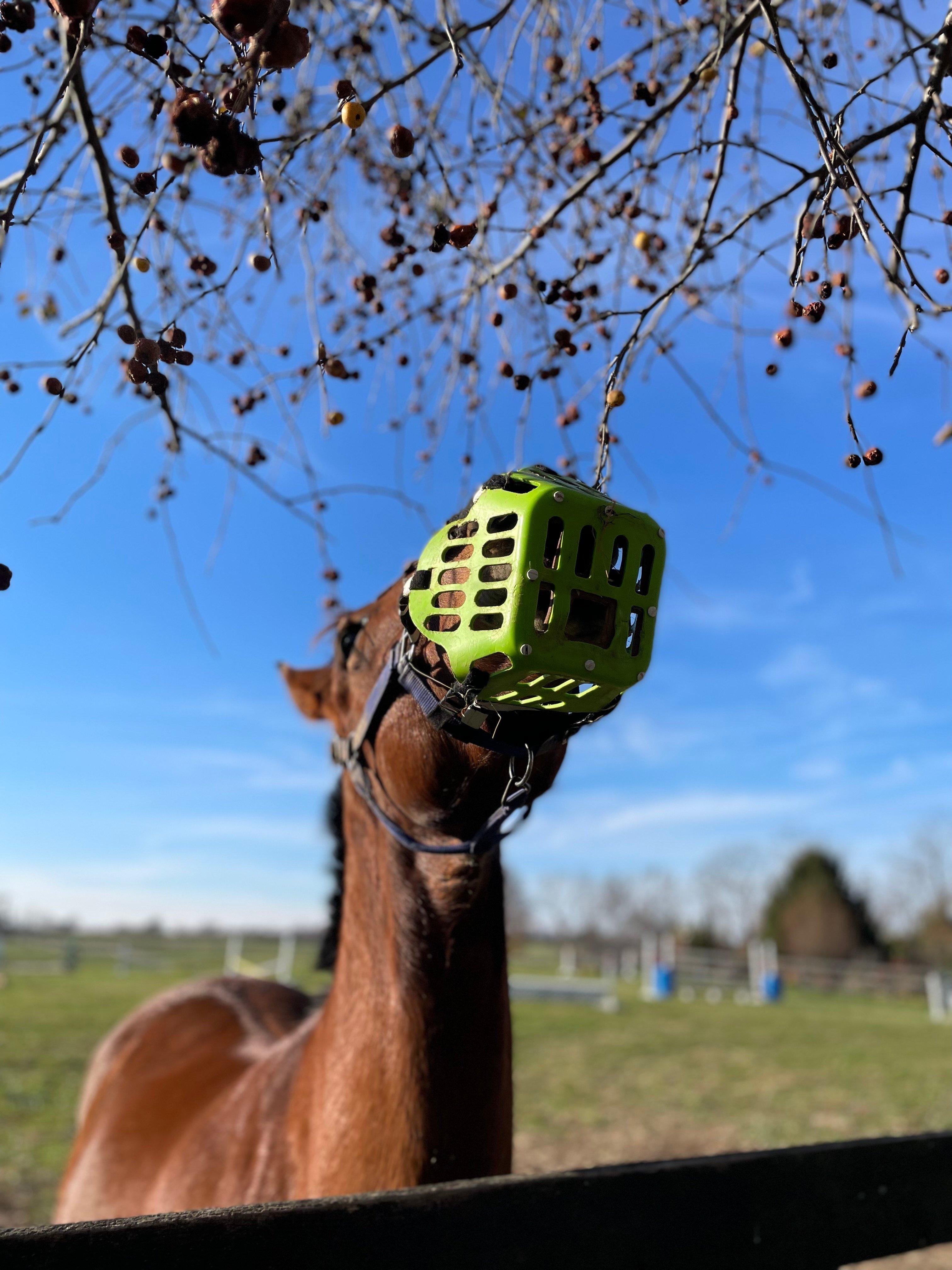 🐴 SUPPORT & TROUBLESHOOTING