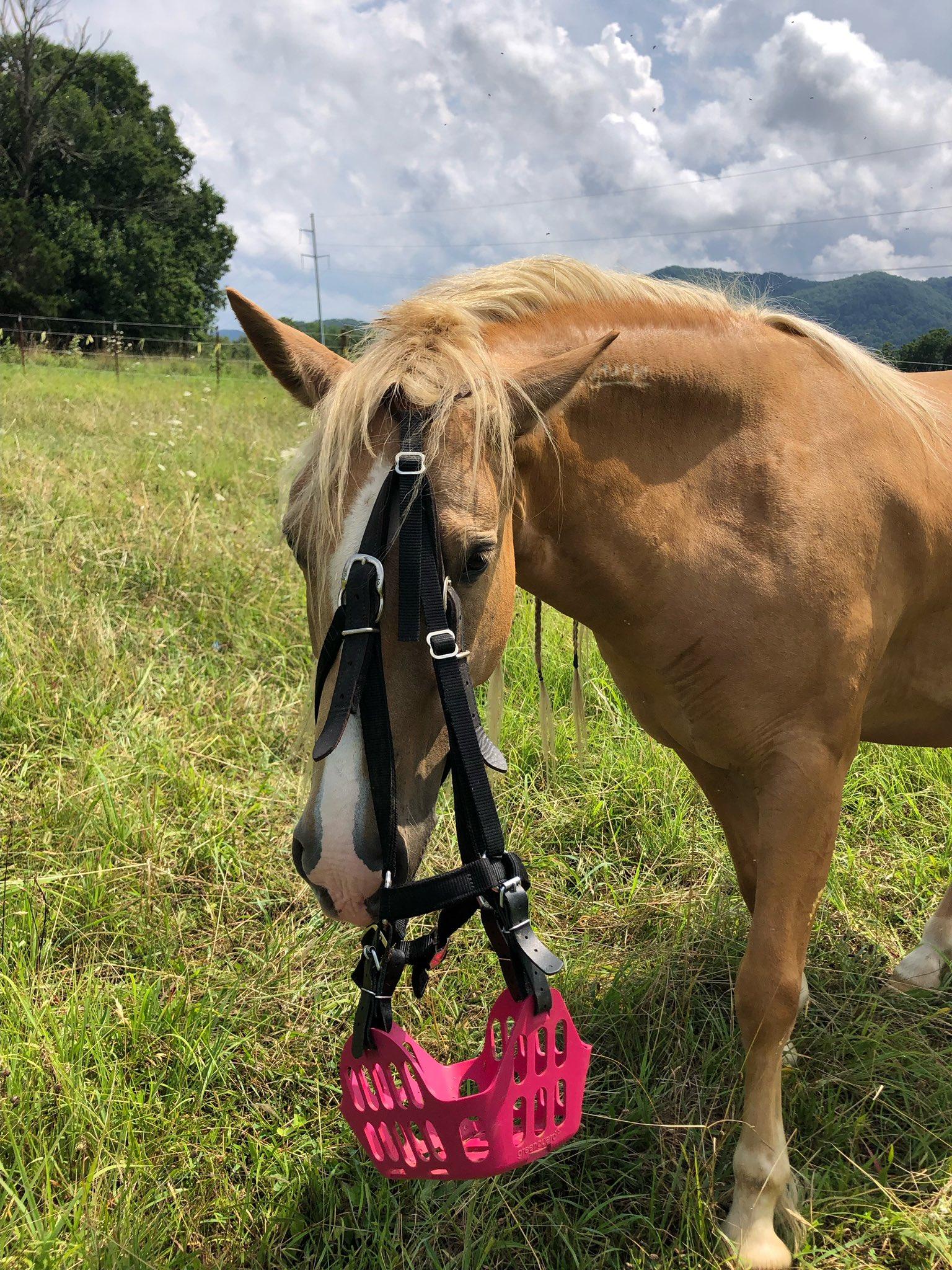 HALTER FIT OR REMOVAL