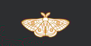 Insect Information