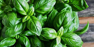 Learn about Basil