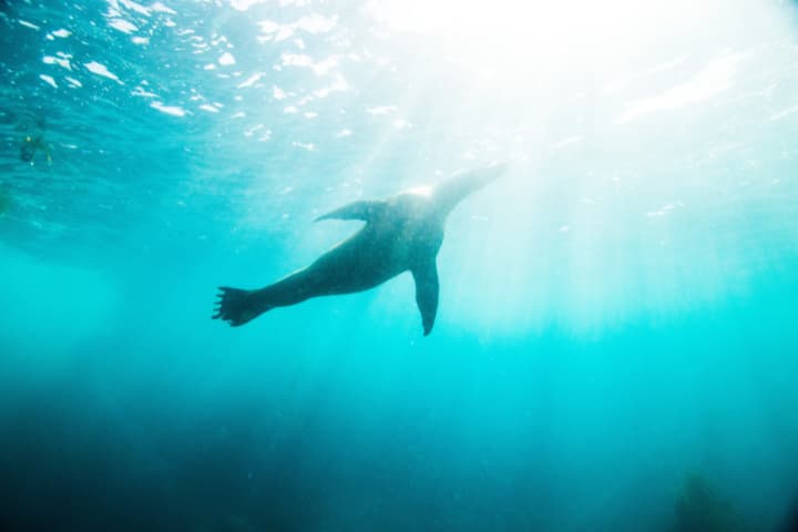 Snorkel