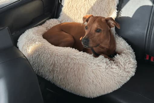Pelsbarn Protecting Car Bed