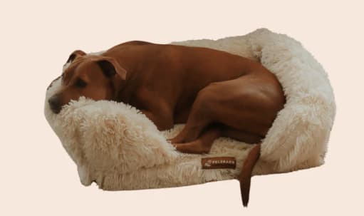 Orthopedic Calming Dog Bed