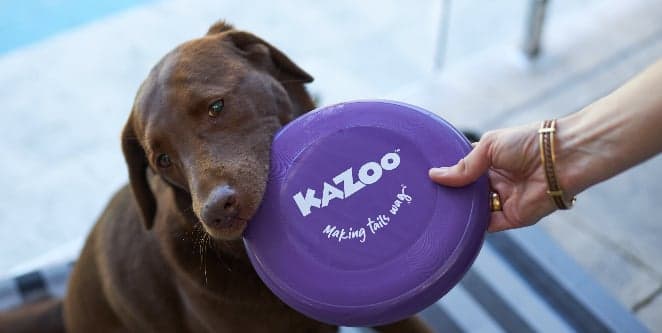 Dog Product Questions