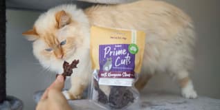 Cat Treats