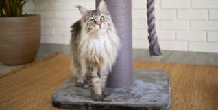 Cat Product Questions