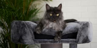 Cat Furniture