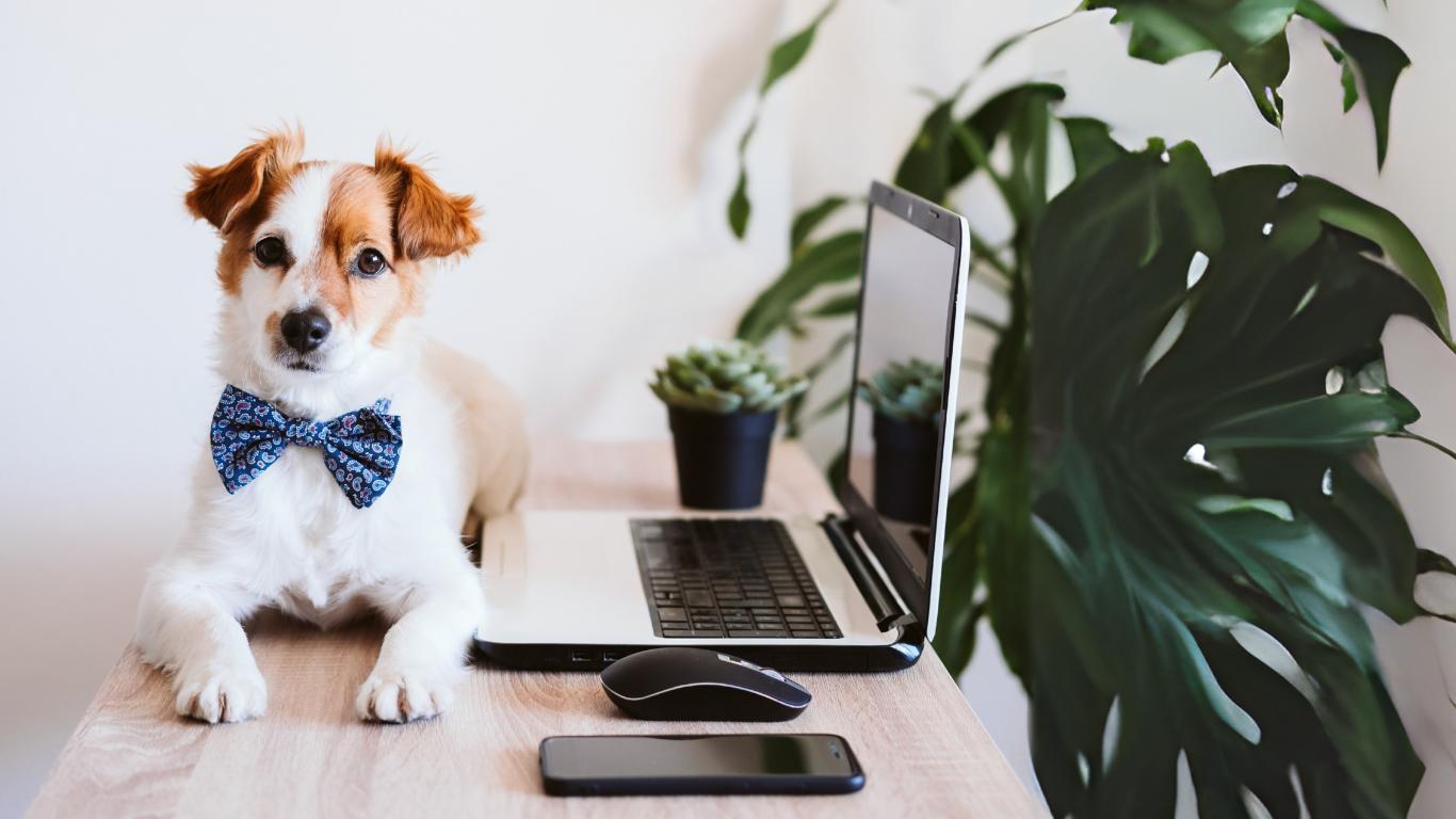 📦 Bestellung & Zahlung