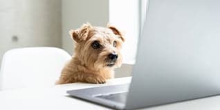 4. Subscriptions & Account