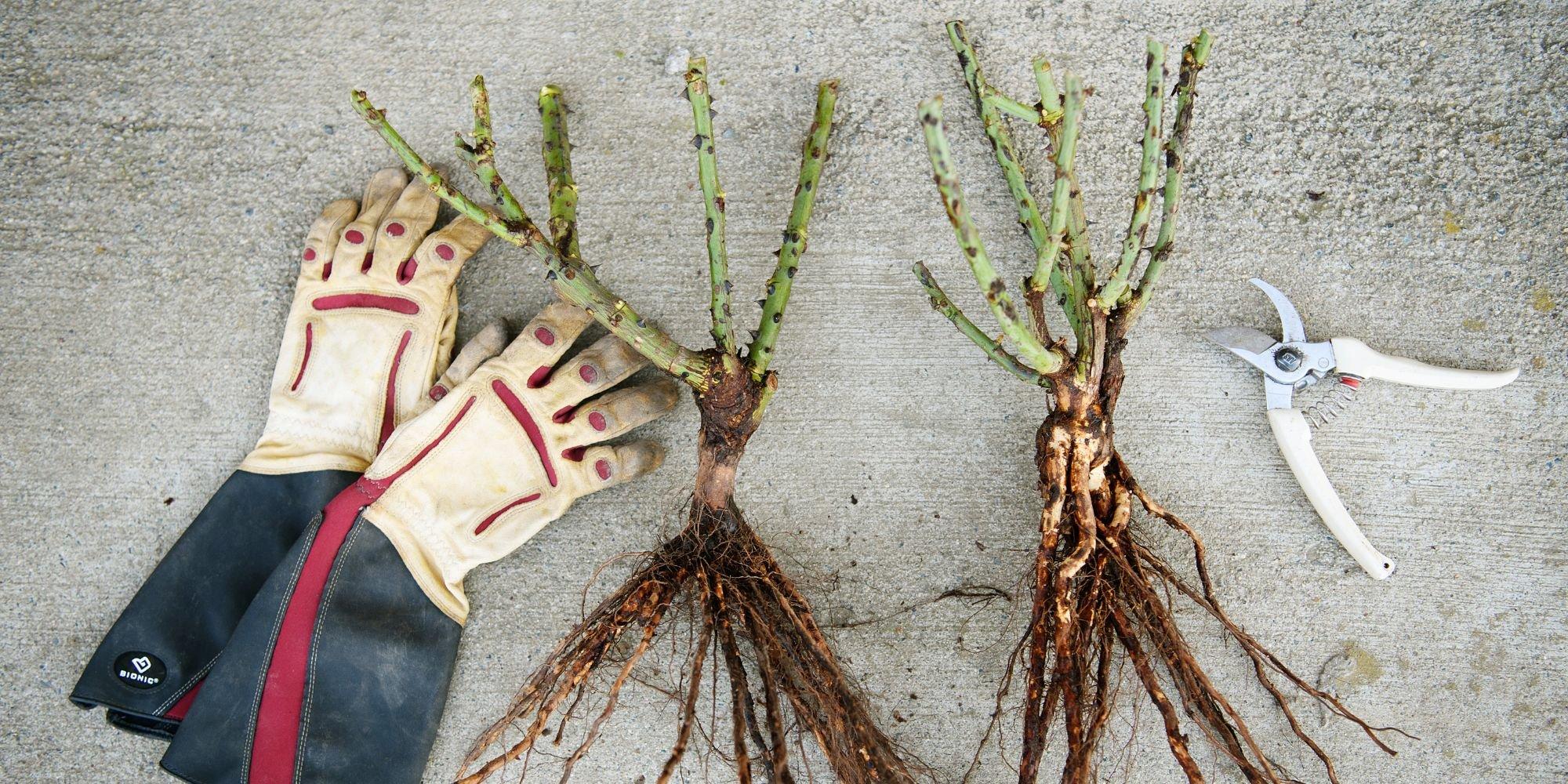 2025 Bare Root Rose Sale Details