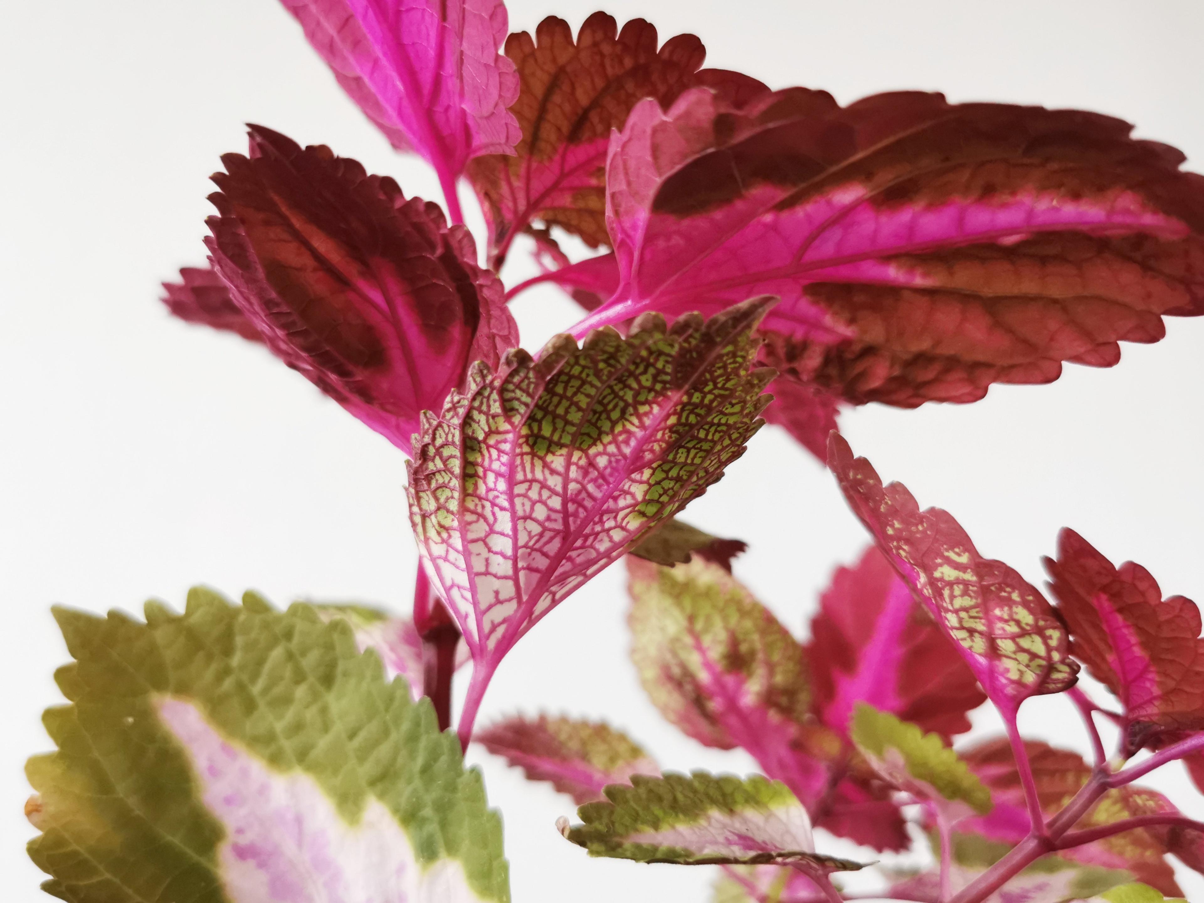 Ingredients & Manufacturing